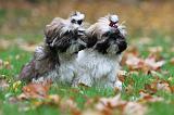 SHIH TZU 124